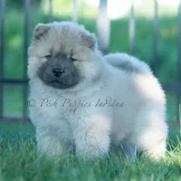 Vision, a male Chow Chow for sale in Warsaw, IN – 3 of 8