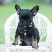 Sweet Pepper AKC, a female French Bulldog for sale in Warsaw, IN – 4 of 5