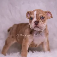 Jinko AKC, a male English Bulldog for sale in Warsaw, IN – 6 of 7