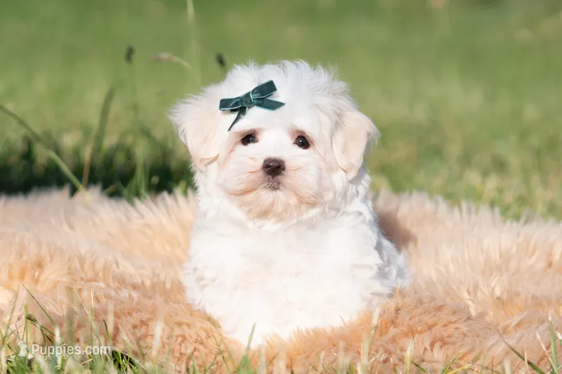 Mochi – Maltese puppy for sale in Warsaw, IN