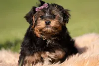 Ziggy, a male Yorkshire Terrier and Poodle - Toy  for sale in Warsaw, IN – 5 of 5