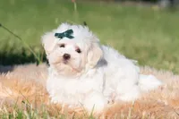 Mochi, a male Maltese for sale in Warsaw, IN – 8 of 9