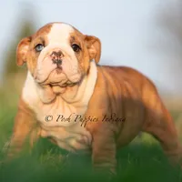 Mable, a female English Bulldog for sale in Warsaw, IN – 3 of 7