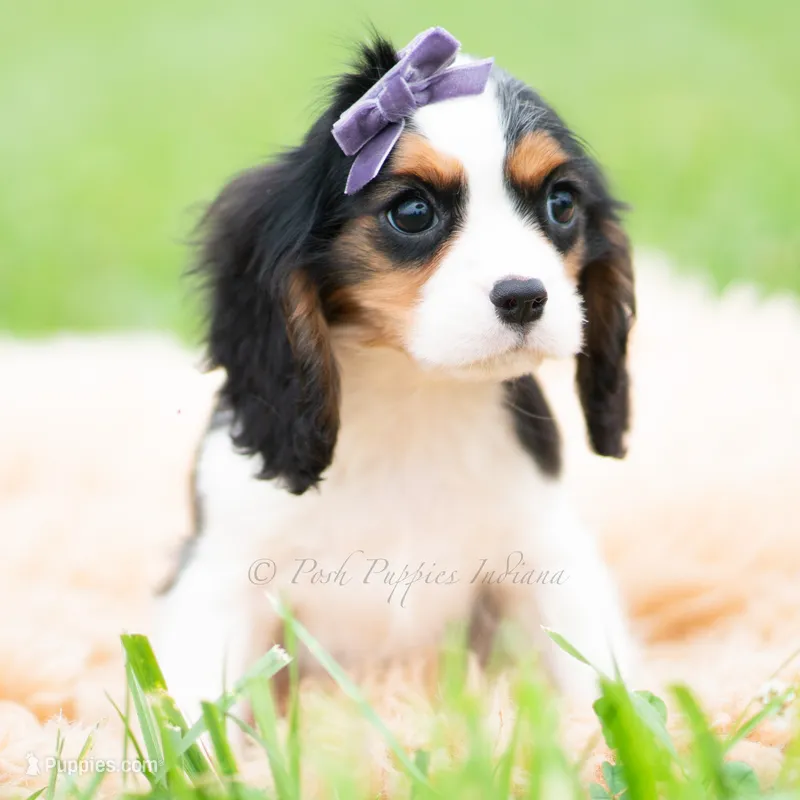 Prissy UABR – Cavalier King Charles Spaniel puppy for sale in Warsaw, IN