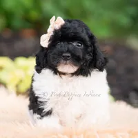 Poa, a male Miniature Goldendoodle for sale in Warsaw, IN – 6 of 8