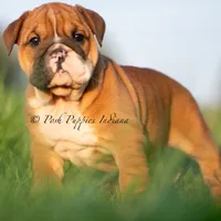 Duchess, a female English Bulldog for sale in Warsaw, IN – 5 of 6