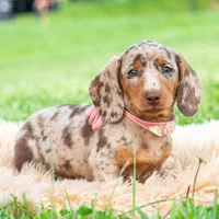 Sprinkles AKC, a male Miniature Dachshund for sale in Warsaw, IN – 4 of 10