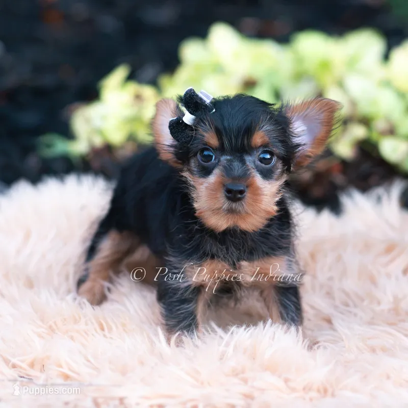 Twinkletuft – Yorkshire Terrier puppy for sale in Warsaw, IN