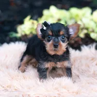 Twinkletuft, a male Yorkshire Terrier for sale in Warsaw, IN – 1 of 3