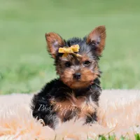 Copper, a male Yorkshire Terrier for sale in Warsaw, IN – 5 of 6