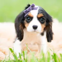 Prissy UABR, a female Cavalier King Charles Spaniel for sale in Warsaw, IN – 3 of 9