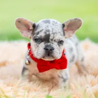 Dumbo AKC, a female French Bulldog for sale in Warsaw, IN – 3 of 6