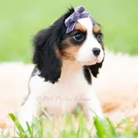 Prissy UABR, a female Cavalier King Charles Spaniel for sale in Warsaw, IN – 2 of 9