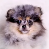 Keeko AKC, a male Pomeranian for sale in Warsaw, IN – Photo 5 of 8