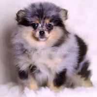 Keeko AKC, a male Pomeranian for sale in Warsaw, IN – Photo 4 of 8