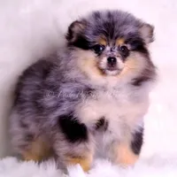 Keeko AKC, a male Pomeranian for sale in Warsaw, IN – Photo 6 of 8