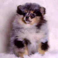 Keeko AKC, a male Pomeranian for sale in Warsaw, IN – Photo 8 of 8