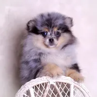 Keeko AKC, a male Pomeranian for sale in Warsaw, IN – Photo 7 of 8
