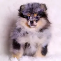Keeko AKC, a male Pomeranian for sale in Warsaw, IN – Photo 1 of 8