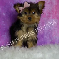 Chanel, a female Yorkshire Terrier for sale in Warsaw, IN – Photo 4 of 5