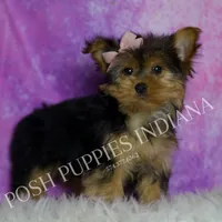 Chanel, a female Yorkshire Terrier for sale in Warsaw, IN – Photo 2 of 5