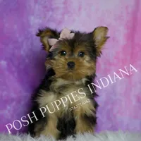 Chanel, a female Yorkshire Terrier for sale in Warsaw, IN – Photo 1 of 5