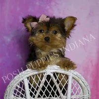 Chanel, a female Yorkshire Terrier for sale in Warsaw, IN – Photo 3 of 5