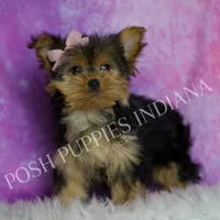 Chanel, a female Yorkshire Terrier for sale in Warsaw, IN – Photo 5 of 5