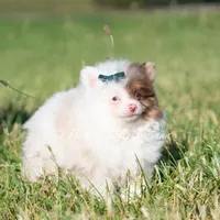 Boo, a male Pomeranian for sale in Warsaw, IN – 3 of 4