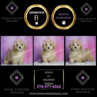Peach, a female Maltipoo for sale in Warsaw, IN – 6 of 8