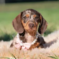 Cosette AKC, a female Miniature Dachshund for sale in Warsaw, IN – 2 of 4
