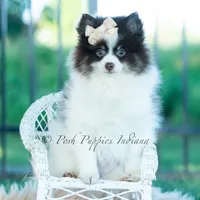 Nutella , a male Pomeranian for sale in Warsaw, IN – 5 of 7
