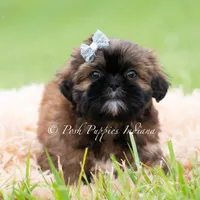 ACE Imperial AKC, a male Shih Tzu for sale in Warsaw, IN – 3 of 4