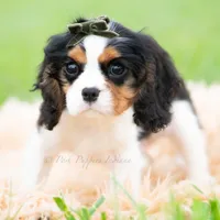 Charles UABR, a male Cavalier King Charles Spaniel for sale in Warsaw, IN – 3 of 6