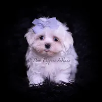 Riley AKC, a male Maltese for sale in Warsaw, IN – Photo 2 of 4