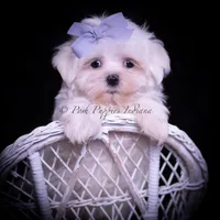 Riley AKC, a male Maltese for sale in Warsaw, IN – Photo 4 of 4