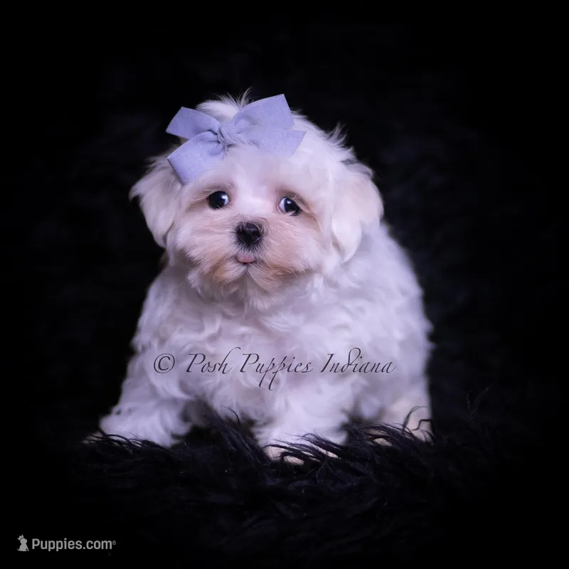 Riley AKC, a male Maltese for sale in Warsaw, IN – Photo 1 of 4