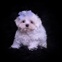 Riley AKC, a male Maltese for sale in Warsaw, IN – Photo 1 of 4
