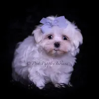 Riley AKC, a male Maltese for sale in Warsaw, IN – Photo 3 of 4