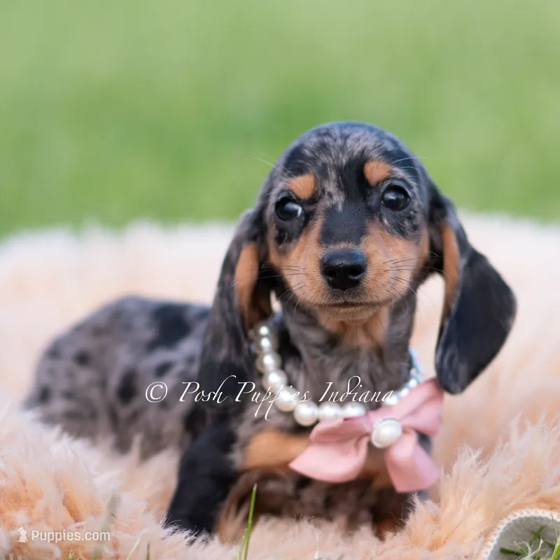 Daisy AKC – Miniature Dachshund puppy for sale in Warsaw, IN