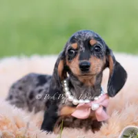 Daisy AKC, a female Miniature Dachshund for sale in Warsaw, IN – 1 of 5