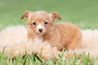 Honeybee, a female Chihuahua for sale in Warsaw, IN – 2 of 6