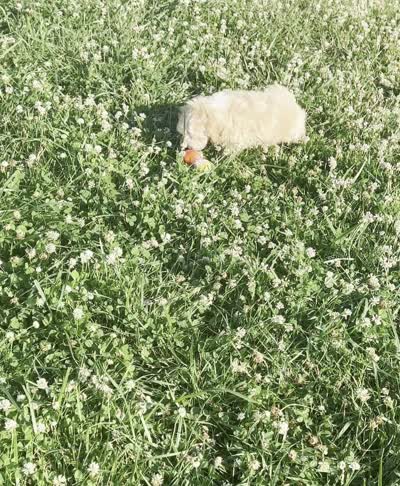 louie, a male Poodle - Toy  for sale in Warsaw, IN – 6 of 6