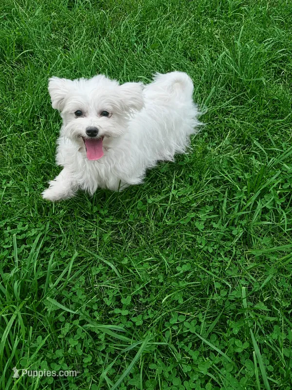 Zander AKC – Maltese puppy for sale in Warsaw, IN