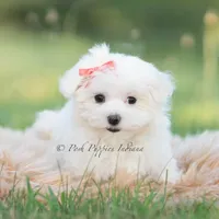 Tulip, a female Maltese for sale in Warsaw, IN – 2 of 8