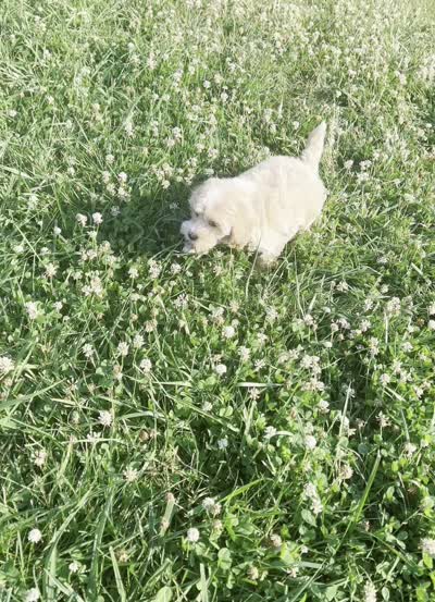 twila, a female Poodle - Toy  for sale in Warsaw, IN – 8 of 8