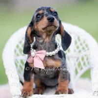 Daisy AKC, a female Miniature Dachshund for sale in Warsaw, IN – 2 of 5