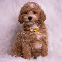Marty, a male Poodle - Toy  for sale in Warsaw, IN – 3 of 5