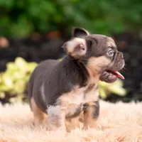 Baby Yoda AKC, a female French Bulldog for sale in Warsaw, IN – 9 of 10