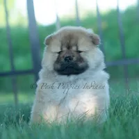 Meesha, a female Chow Chow for sale in Warsaw, IN – 1 of 10